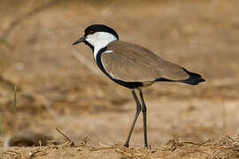 Spur-winged Lapwing