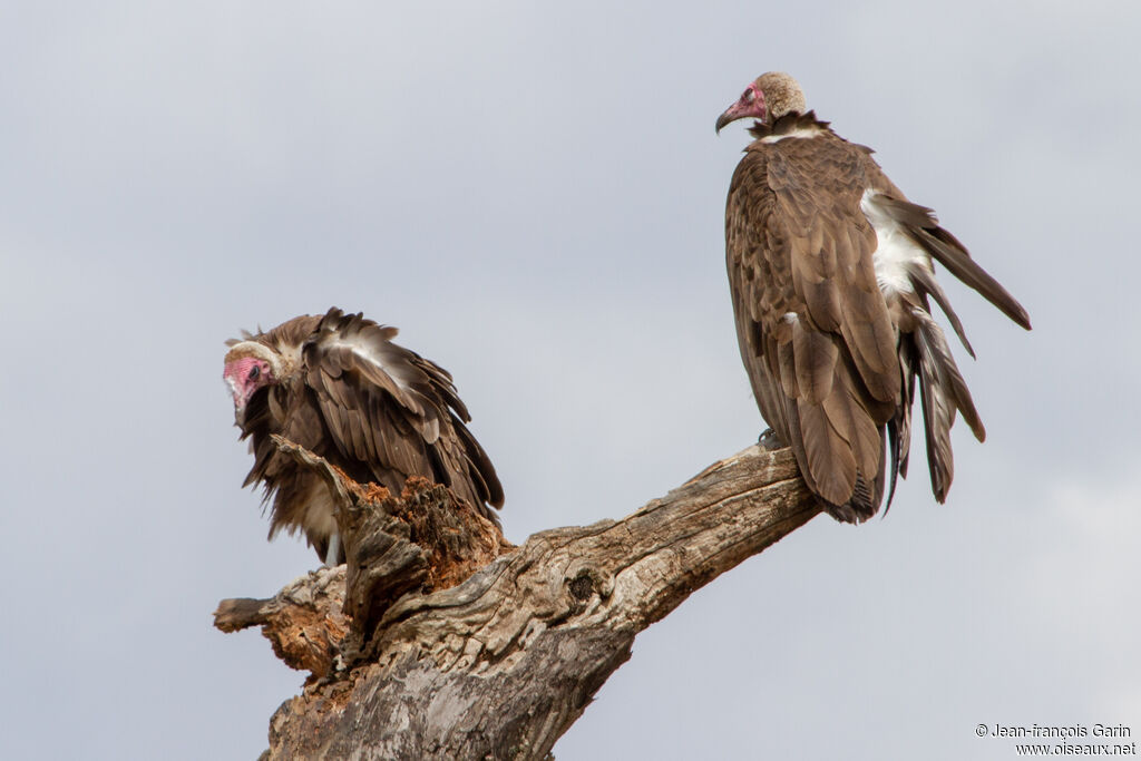 Hooded Vulture