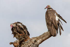 Hooded Vulture