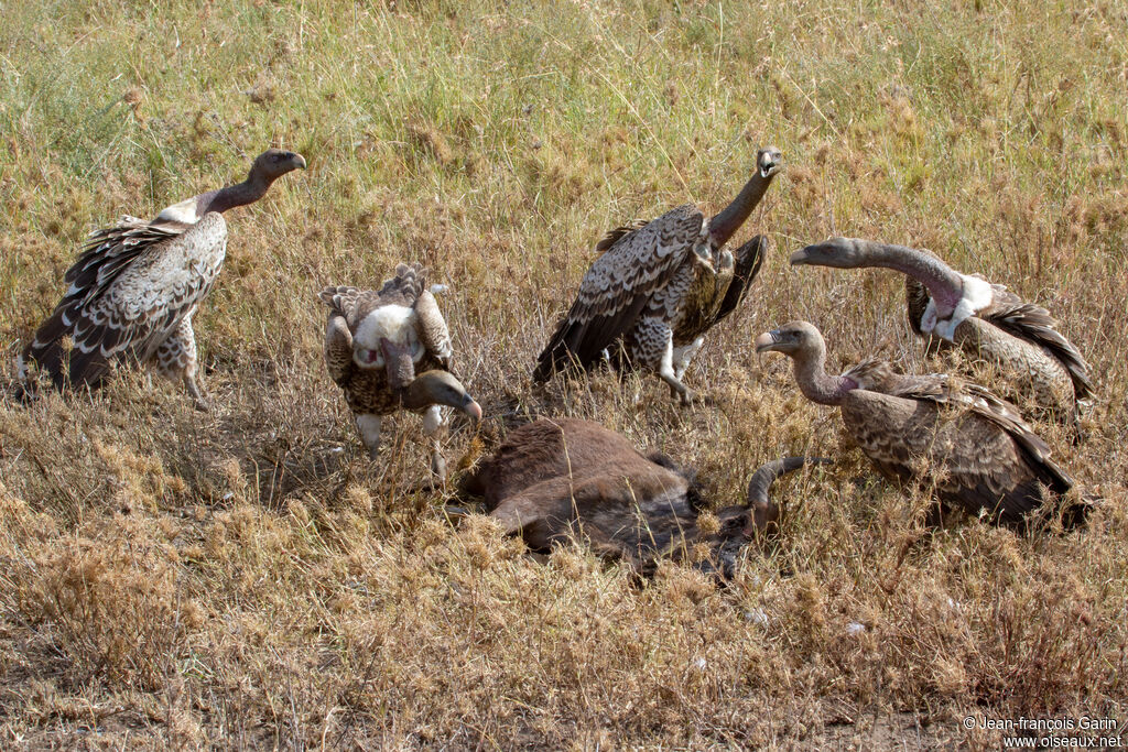 Rüppell's Vulture