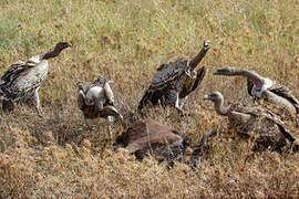 Rüppell's Vulture