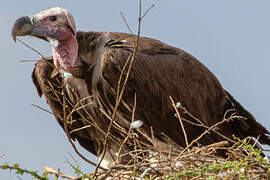 Lappet-faced Vulture