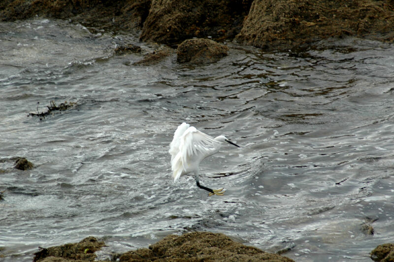 Aigrette garzette