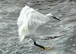 Little Egret