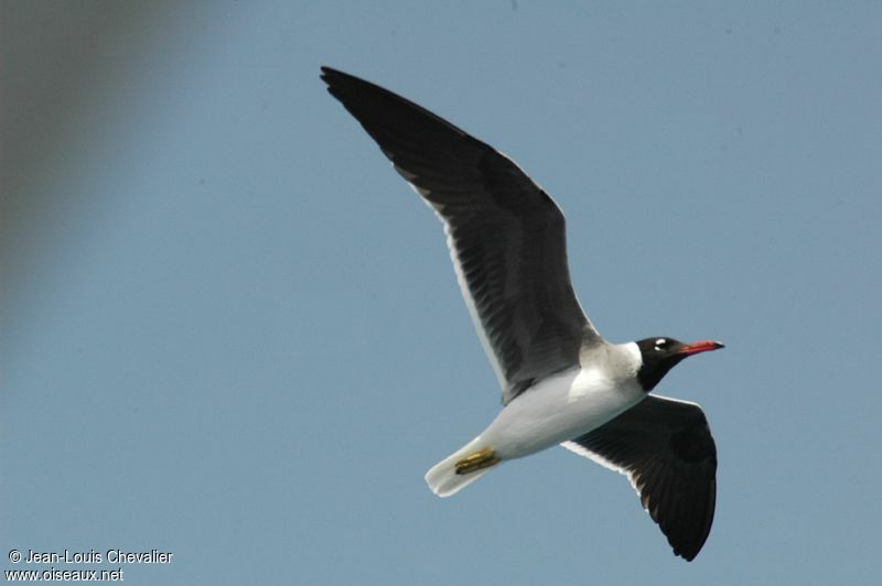 White-eyed Gull