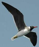 White-eyed Gull