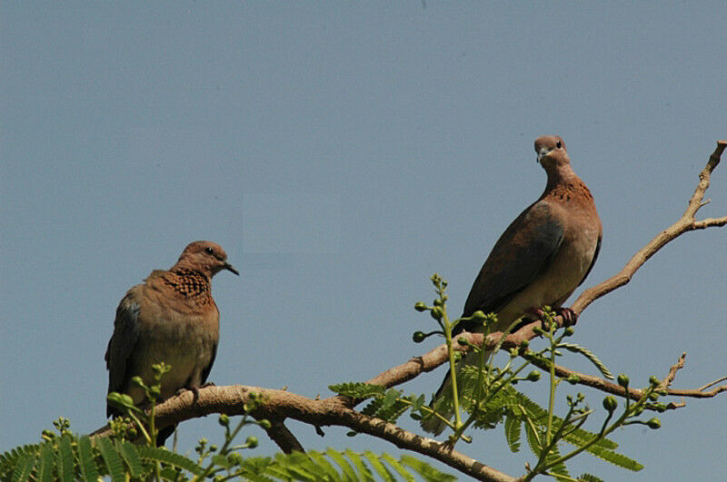 Laughing Dove 