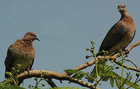 Laughing Dove