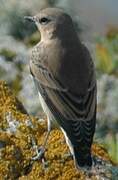 Northern Wheatear