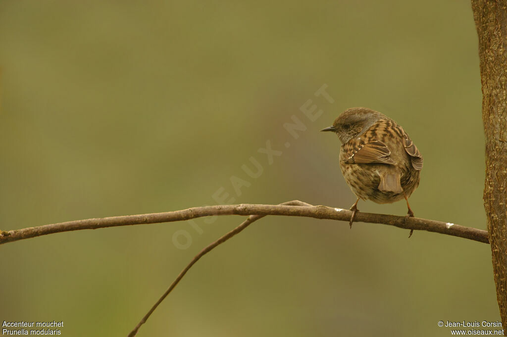 Dunnock