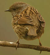 Dunnock