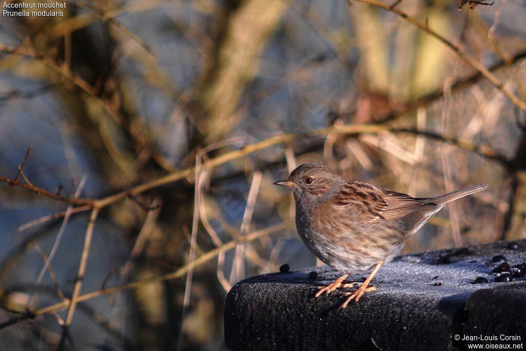 Dunnock