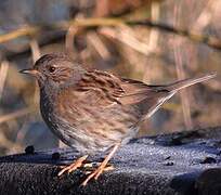 Dunnock