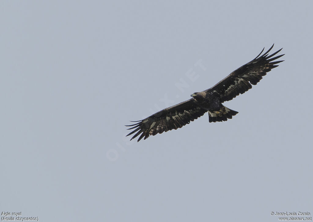 Golden Eagle