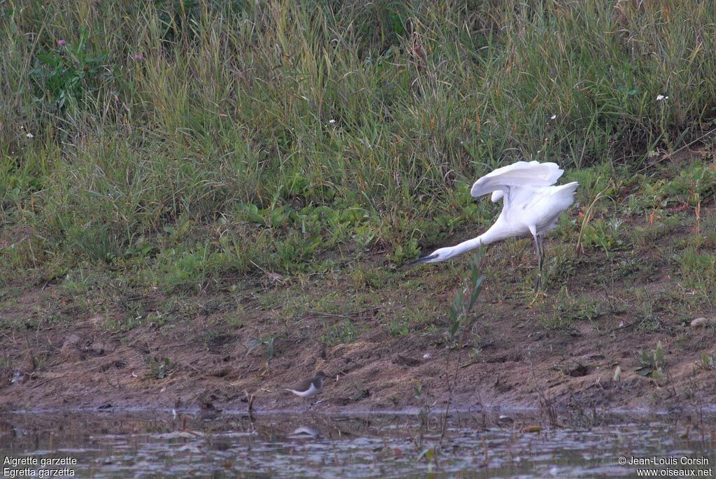 Little Egret