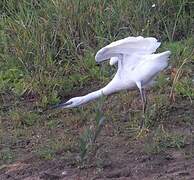 Little Egret