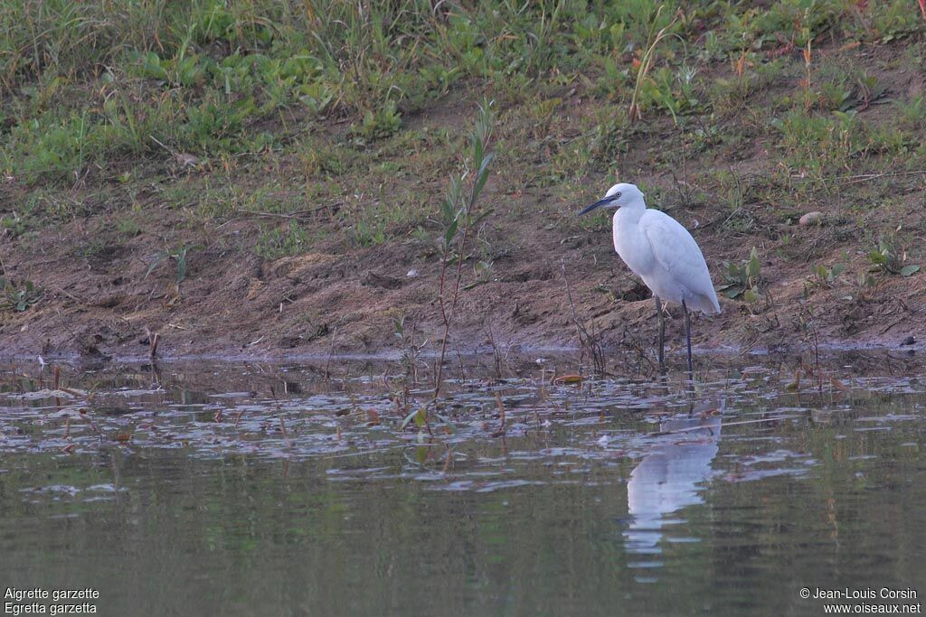 Aigrette garzette