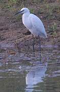 Little Egret