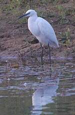 Aigrette garzette