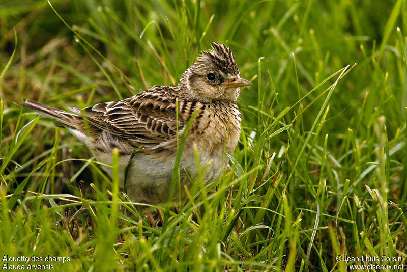 Eurasian Skylark