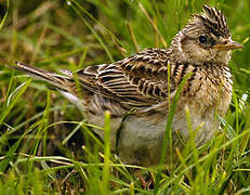 Eurasian Skylark