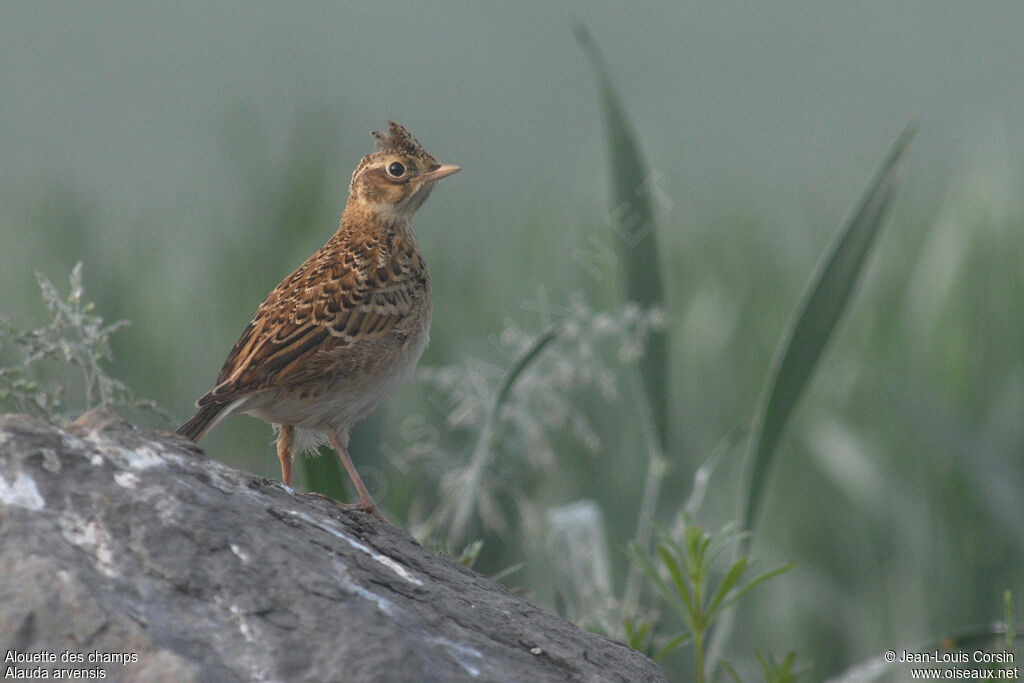 Eurasian Skylark