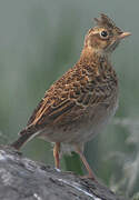 Eurasian Skylark