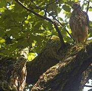 Eurasian Goshawk