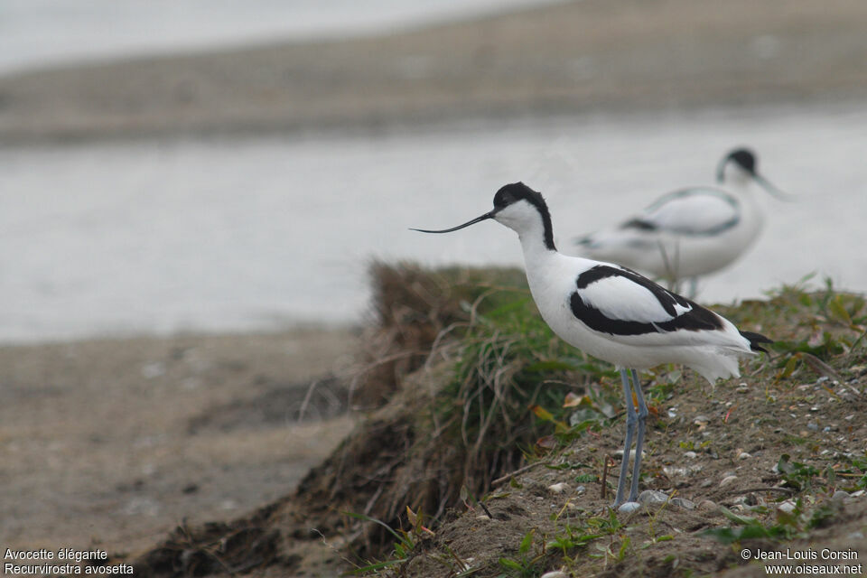 Avocette élégante