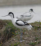 Avocette élégante