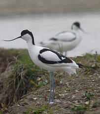 Avocette élégante