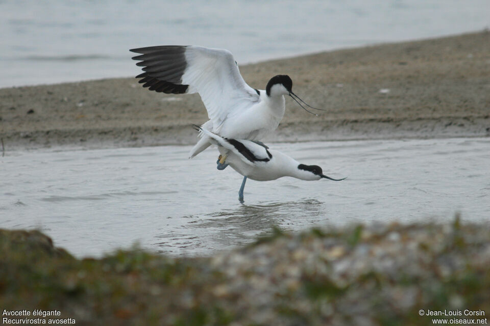 Pied Avocet