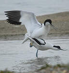 Avocette élégante