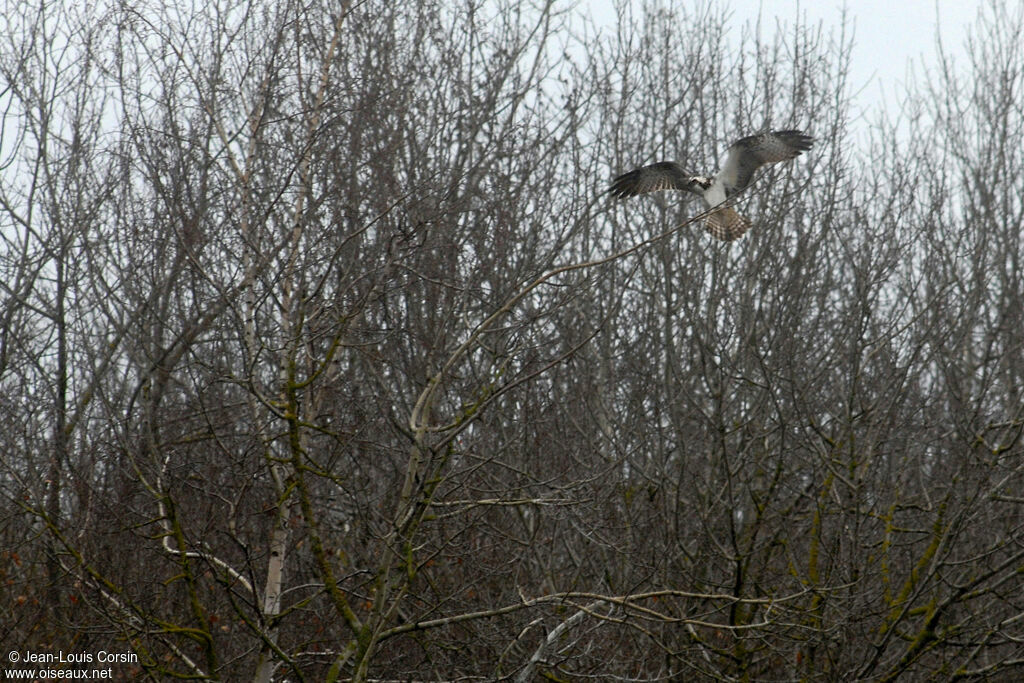 Western Osprey