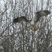 Western Osprey