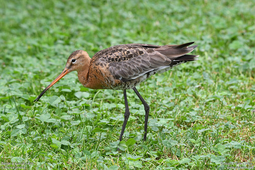 Black-tailed Godwitadult