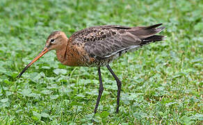 Black-tailed Godwit