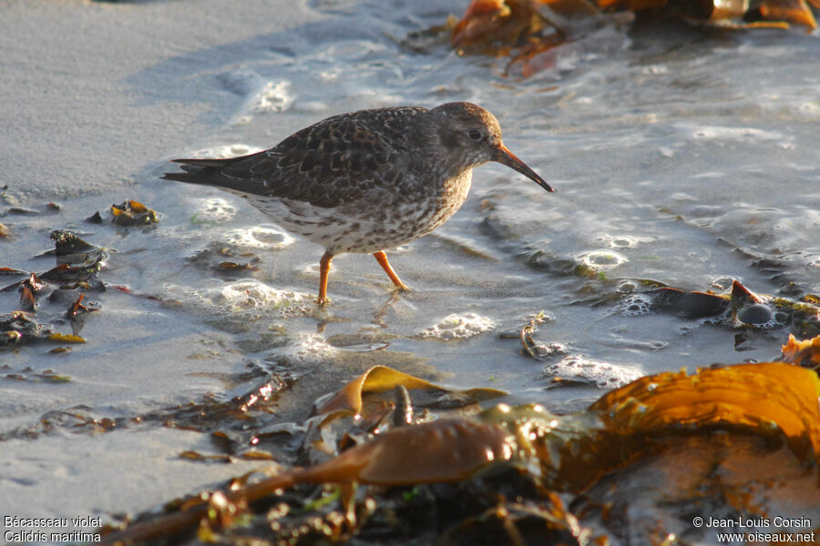 Purple Sandpiper