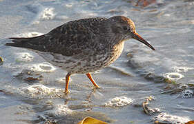 Purple Sandpiper