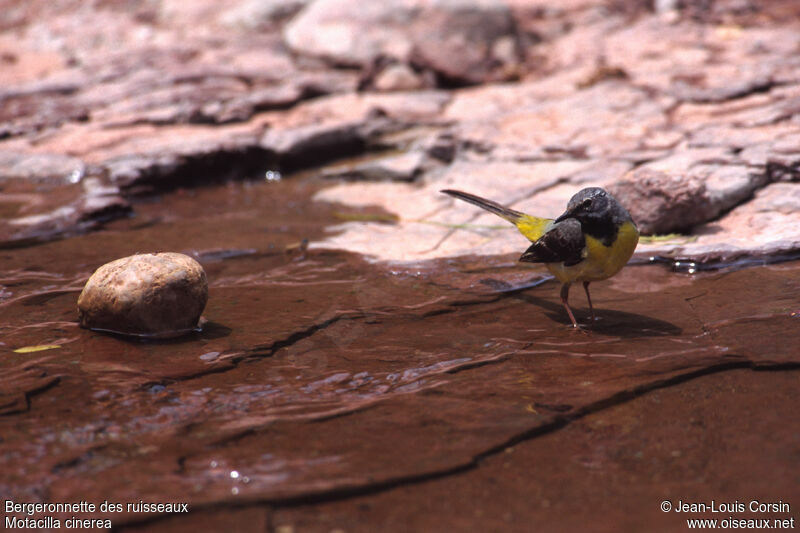 Grey Wagtail male adult