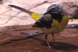 Grey Wagtail