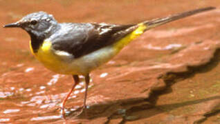 Grey Wagtail