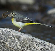 Grey Wagtail