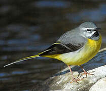 Grey Wagtail