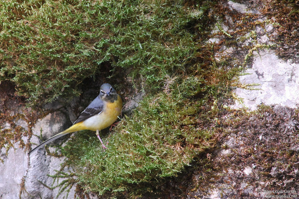 Grey Wagtail male