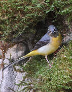 Grey Wagtail