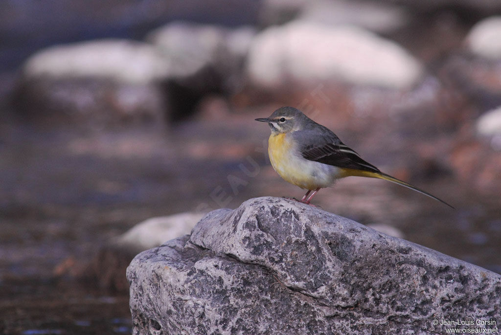 Grey Wagtail female