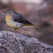 Grey Wagtail