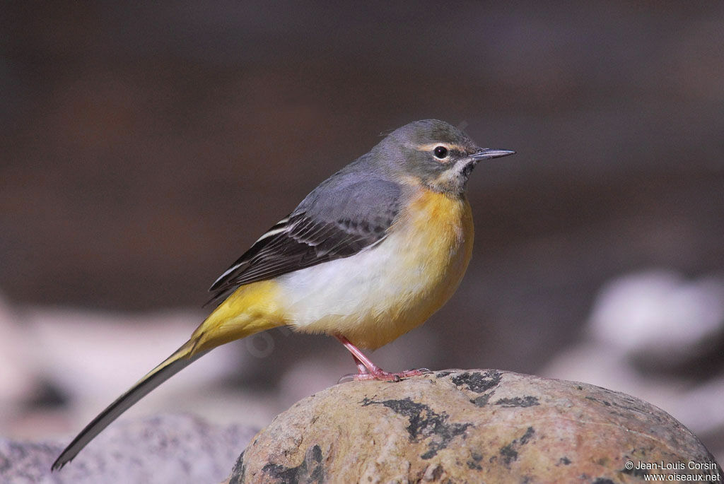 Bergeronnette des ruisseaux femelle