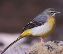 Grey Wagtail